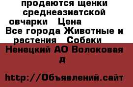 продаются щенки среднеазиатской овчарки › Цена ­ 30 000 - Все города Животные и растения » Собаки   . Ненецкий АО,Волоковая д.